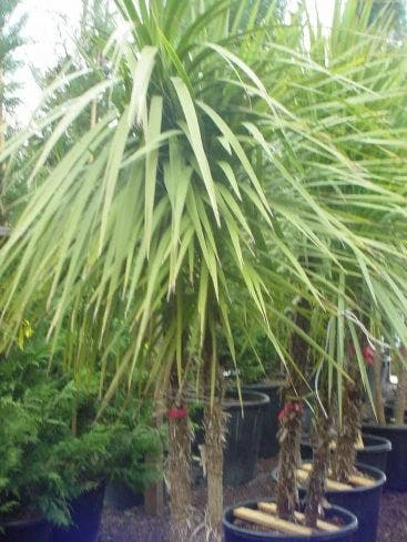 Cordyline (Cordyline Australis) 6 Cordyline (Cordyline Australis) - Afbeelding 6