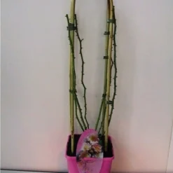 Nieuwe Producten -Exporteren Tuin Sprank Winkel 20060522130109 1