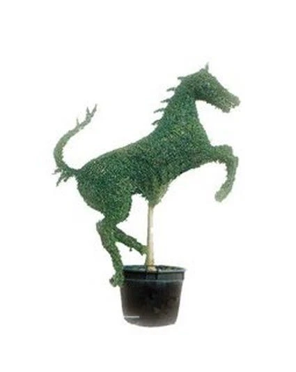 Rearing Horse (Ligustrum Delavayanum) 1 Rearing Horse (Ligustrum Delavayanum)