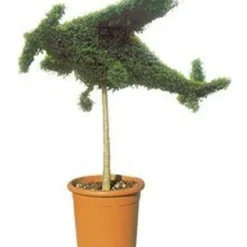 Aircraft (Ligustrum Delavayanum)