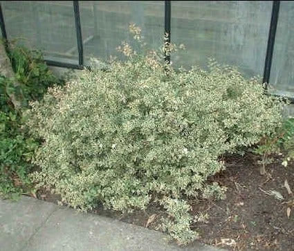 Abelia (Abelia Grandiflora 'Compacta') 2 Abelia (Abelia Grandiflora 'Compacta') - Afbeelding 2