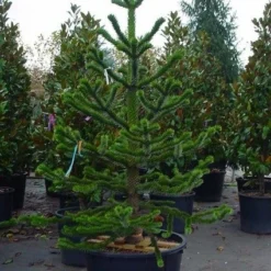 Apeboom (Araucaria Araucana) 22 Apeboom (Araucaria Araucana) -Exporteren Tuin Sprank Winkel 20070704140843 17