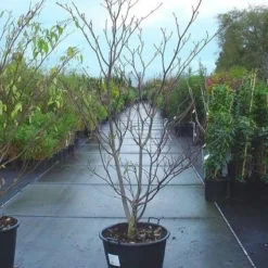 Reuzenkornoelje (Cornus Controversa 'Variegata') 19 Reuzenkornoelje (Cornus Controversa 'Variegata') -Exporteren Tuin Sprank Winkel 20070816183642 11 1