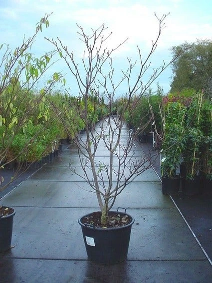 Reuzenkornoelje (Cornus Controversa 'Variegata') 5 Reuzenkornoelje (Cornus Controversa 'Variegata') - Afbeelding 5