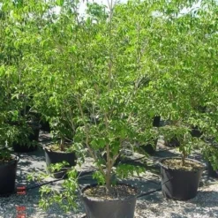 Amerikaanse Kornoelje (Cornus Florida 'Rubra') 13 Amerikaanse Kornoelje (Cornus Florida 'Rubra') -Exporteren Tuin Sprank Winkel 20070816191341 7