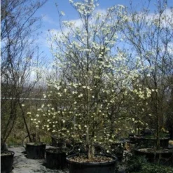 Veelbloemige Kornoelje (Cornus Florida 'Cloud Nine')