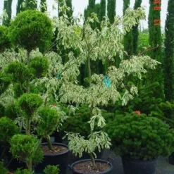 Reuzenkornoelje (Cornus Controversa 'Variegata') 23 Reuzenkornoelje (Cornus Controversa 'Variegata') -Exporteren Tuin Sprank Winkel 20070903144245 7 1