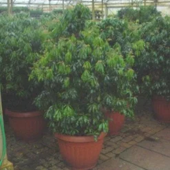 Nieuwe Producten -Exporteren Tuin Sprank Winkel 20071029230131 14 7 7 1