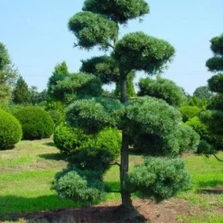 Blauwe Japanse Den (Pinus Parviflora 'Glauca') 11 Blauwe Japanse Den (Pinus Parviflora 'Glauca') -Exporteren Tuin Sprank Winkel 20071031121537 13