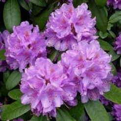Nieuwe Producten 7 Rhododendron (Rhododendron Catawbiense 'Boursault')