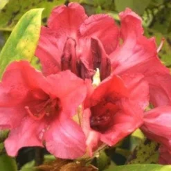 Rhododendron (Rhododendron 'Dopey')