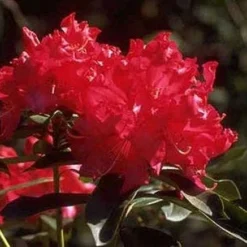 Rhododendron (Rhododendron 'Halfdan Lem')