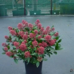 Skimmia (Skimmia Japonica 'Rubella') 4 Skimmia (Skimmia Japonica 'Rubella') -Exporteren Tuin Sprank Winkel 20071120225150 8