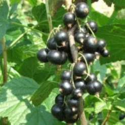 Zwarte Bes (Ribes Nigrum 'Ben Nevis') 6 Zwarte Bes (Ribes Nigrum 'Ben Nevis') -Exporteren Tuin Sprank Winkel 20080214151842 1