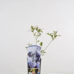 Bosbes (Vaccinium Corymbosum)