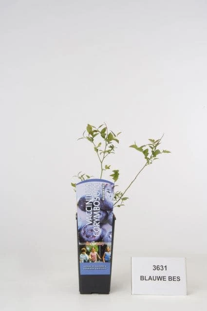 Bosbes (Vaccinium Corymbosum) 1 Bosbes (Vaccinium Corymbosum)