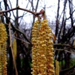 Hazelaar/Hazelnoot (Corylus Avellana 'Webb's Prize Cob')
