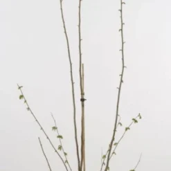 Hazelaar/Hazelnoot (Corylus Avellana 'Webb's Prize Cob') 8 Hazelaar/Hazelnoot (Corylus Avellana 'Webb's Prize Cob') -Exporteren Tuin Sprank Winkel 20080417160452 1