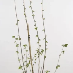 Hazelaar/Hazelnoot (Corylus Avellana 'Webb's Prize Cob') 9 Hazelaar/Hazelnoot (Corylus Avellana 'Webb's Prize Cob') -Exporteren Tuin Sprank Winkel 20080417161730 1