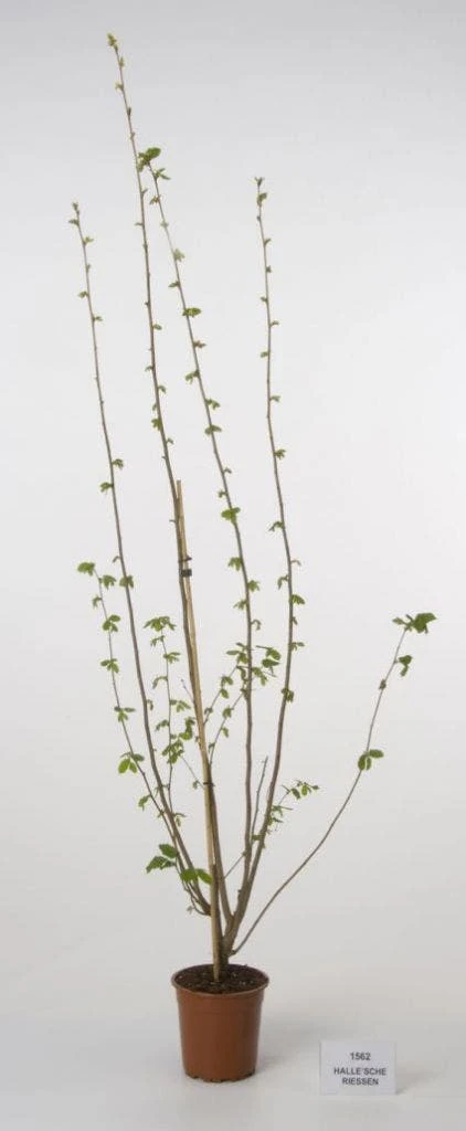 Hazelaar/Hazelnoot (Corylus Avellana 'Webb's Prize Cob') 5 Hazelaar/Hazelnoot (Corylus Avellana 'Webb's Prize Cob') - Afbeelding 5