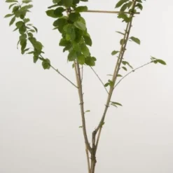 Duo-kers (Hedelfinger/Meikers)