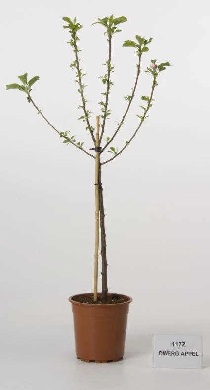 Dwerg-appel (Malus Domestica (dwergappel)) 1 Dwerg-appel (Malus Domestica (dwergappel))