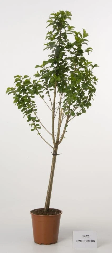 Dwerg Kers (Prunus Avium (dwerg)) 1 Dwerg Kers (Prunus Avium (dwerg))