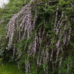 Vlinderstruik (Buddleja Alternifolia) 7 Vlinderstruik (Buddleja Alternifolia) -Exporteren Tuin Sprank Winkel 20080709110929 2 1