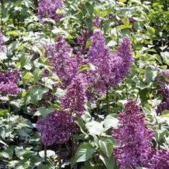 Sering (Syringa Vulgaris 'Mrs. Edward Harding')