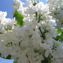 Sering (Syringa Vulgaris 'Mme Lemoine')