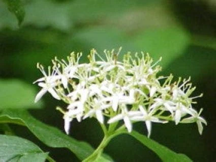 Rode Kornoelje (Cornus Sanguinea) 2 Rode Kornoelje (Cornus Sanguinea) - Afbeelding 2