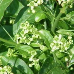 Wilde Kardinaalsmuts, Bosplantsoen (Euonymus Europaeus)