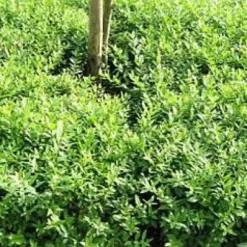 Liguster (Ligustrum Vulgare 'Lodense')