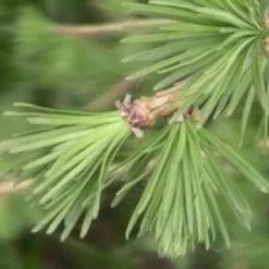 Lariks (Larix Kaempferi)