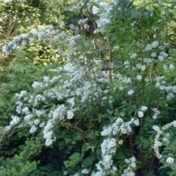 Bruidsbloem (Deutzia Magnifica)