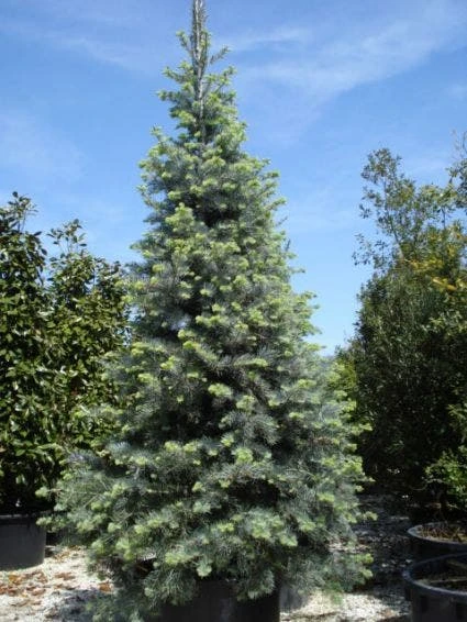 Colorado Zilverspar (Abies Concolor) 2 Colorado Zilverspar (Abies Concolor) - Afbeelding 2