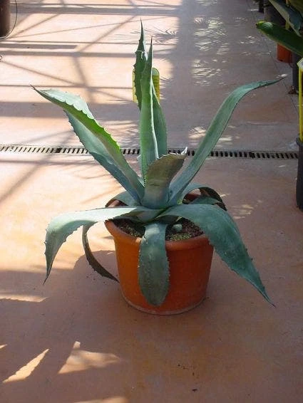 Agave (Agave Americana) 1 Agave (Agave Americana)
