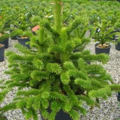 Apeboom (Araucaria Araucana) 26 Apeboom (Araucaria Araucana) -Exporteren Tuin Sprank Winkel 20101209111447 17