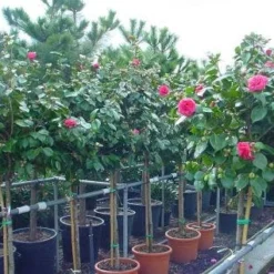 Camelia Op Stam (Camellia Japonica) 7 Camelia Op Stam (Camellia Japonica) -Exporteren Tuin Sprank Winkel 20101209153742 3