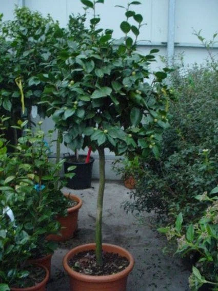 Camelia Op Stam (Camellia Japonica) 1 Camelia Op Stam (Camellia Japonica)