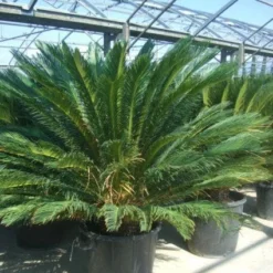Cycaspalm (Cycas Revoluta) -Exporteren Tuin Sprank Winkel 20101212150045 5