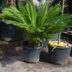 Cycaspalm (Cycas Revoluta) -Exporteren Tuin Sprank Winkel 20101212150101 5