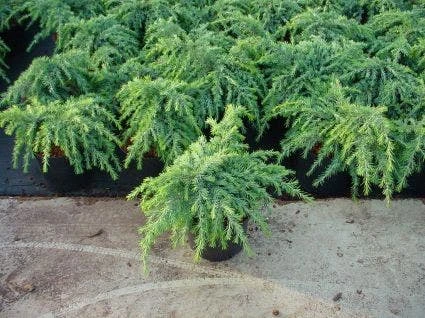 Ceder (Cedrus Deodara 'Feelin Blue') 1 Ceder (Cedrus Deodara 'Feelin Blue')