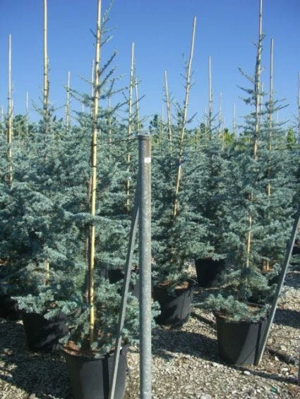 Atlasceder (Cedrus Libani 'Glauca') 1 Atlasceder (Cedrus Libani 'Glauca')