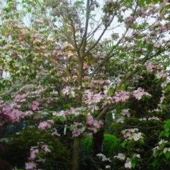 Amerikaanse Kornoelje (Cornus Florida 'Rubra') 14 Amerikaanse Kornoelje (Cornus Florida 'Rubra') -Exporteren Tuin Sprank Winkel 20101213094837 7