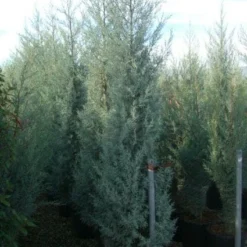 Cipres (Cupressus Arizonica 'Glauca') -Exporteren Tuin Sprank Winkel 20101213122945 13