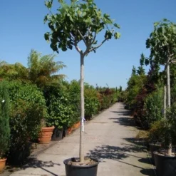 Vijgenboom (Ficus Carica) 5 Vijgenboom (Ficus Carica) -Exporteren Tuin Sprank Winkel 20101215112153 7