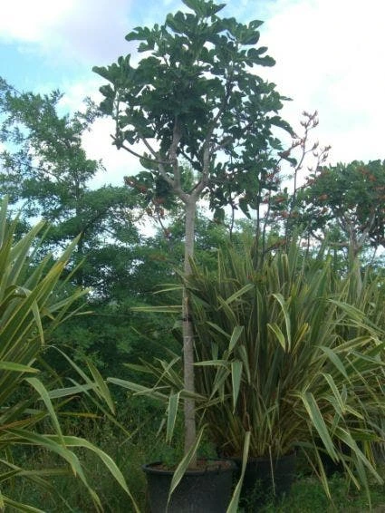 Vijgenboom (Ficus Carica) 1 Vijgenboom (Ficus Carica)