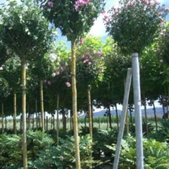 Altheastruik Als Boom (Hibiscus Syriacus 'Oiseau Blue')