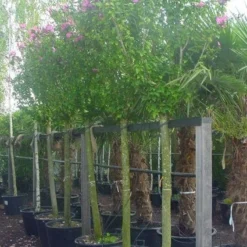 Altheastruik Als Boom (Hibiscus Syriacus 'Woodbridge')